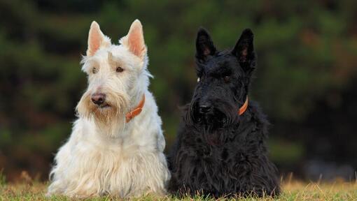 Scottish Terrier