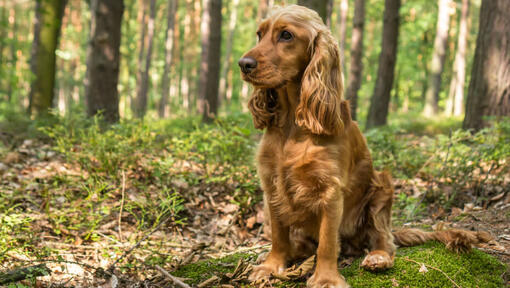 Cocker Spaniel: Carattere, Razza, Salute e Alimentazione | Purina