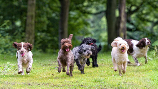 diversi cani che si rincorrono