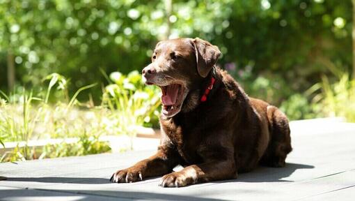 labrador anziano che starnutisce mentre è sdraiato