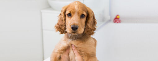 Cucciolo che è tenuto su un bagno