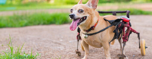 cane sulla sedia a rotelle