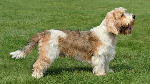 Petit Basset Griffon Vendeen in piedi sull'erba