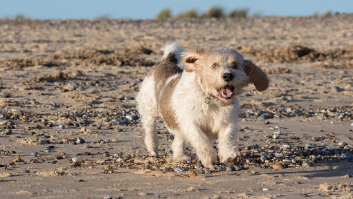 Petit Basset Griffon Vendeen in esecuzione