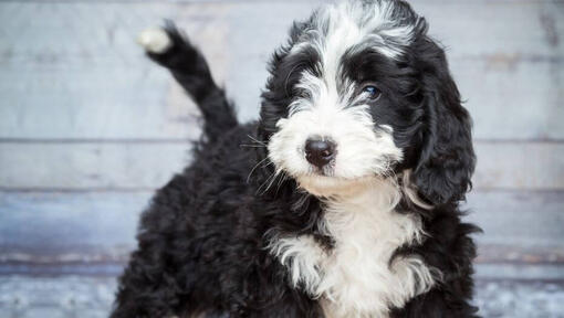 Bernedoodle