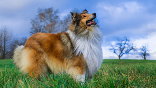 Cane che guarda il cielo