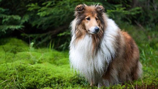 Collie in piedi nella foresta