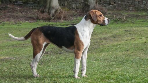 Foxhound in piedi sull'erba