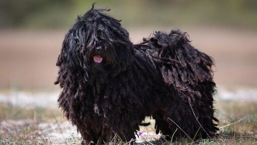 Il piccolo Puli ungherese è in piedi vicino alla foresta