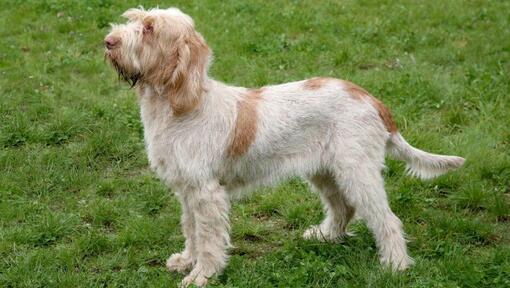 Spinone italiano in piedi sull'erba