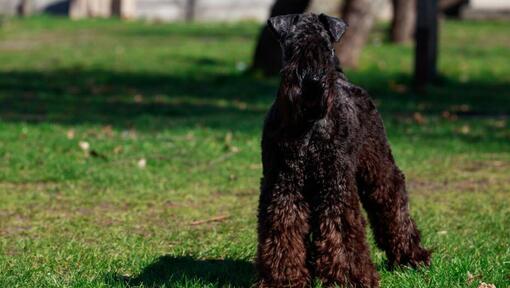 Kerry Blue Terrier in piedi sull'erba