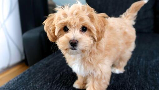 Cane Maltipoo in piedi sul divano