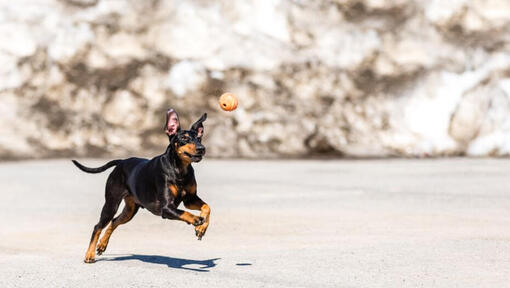 Terrier che corre sulla neve