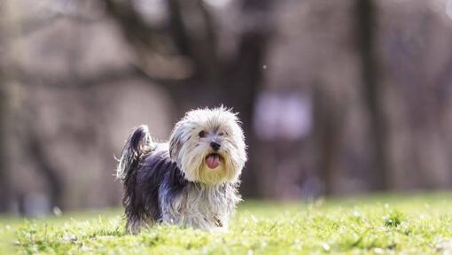 Morkie che cammina nel parco