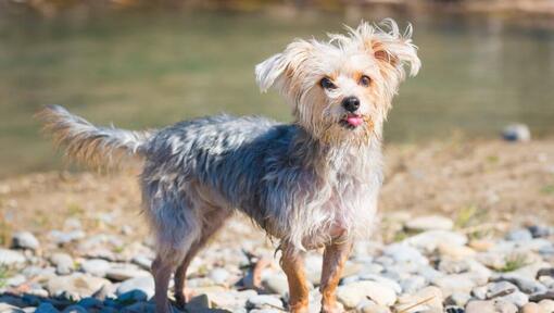 Morkie in piedi vicino all'acqua