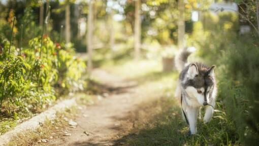 cane che cammina nel bosco