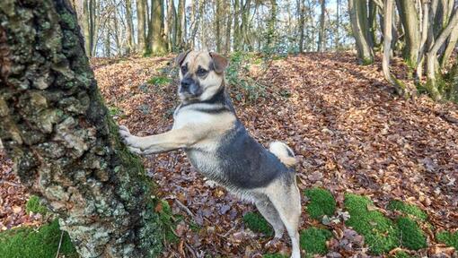 Puggle appoggiato a un albero