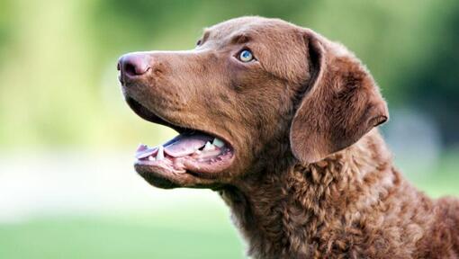 Chesapeake Bay Retriever con gli occhi azzurri