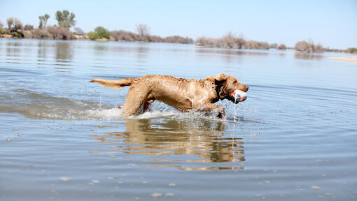 Chesapeake Bay Retriever nell'acqua