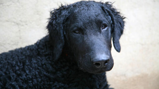 Retriever rivestito di ricci neri che guarda