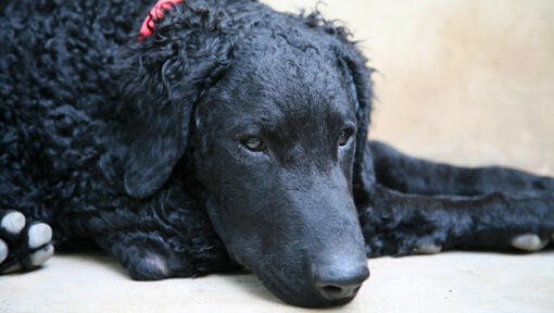 Retriever rivestito di ricci con collare rosso sdraiato