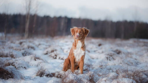 Retriever in piedi nella neve