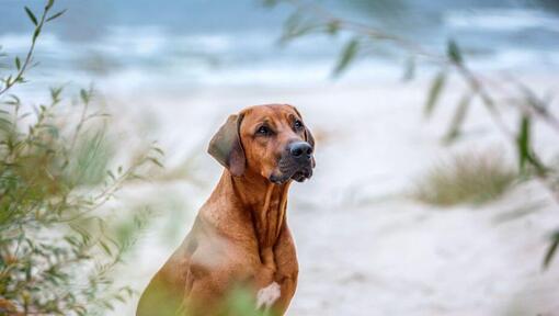 Rhodesian Ridgeback