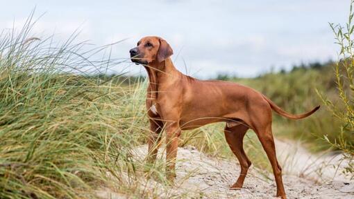 Rhodesian Ridgeback