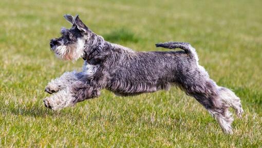 Schnauzer Standard gioca e salta sull'erba