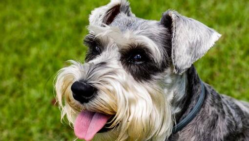 Lo Schnauzer Standard sorride