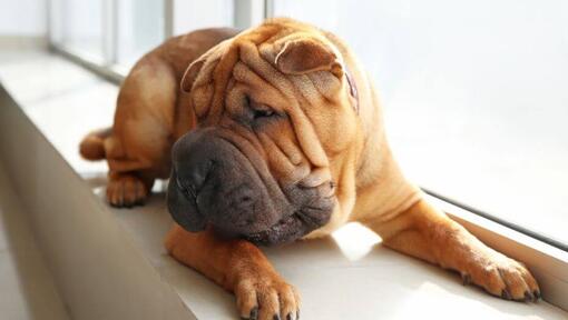 Shar Pei