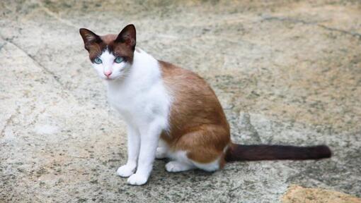 Il gatto con le racchette da neve sta camminando nel giardino