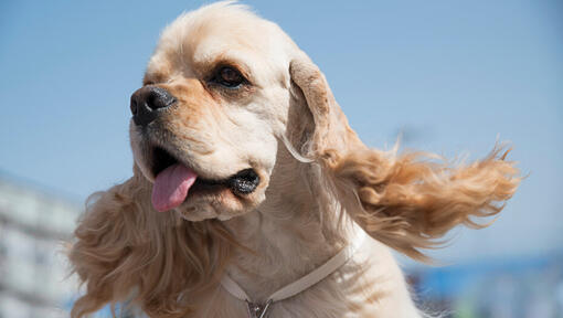 Cocker Spaniel americano