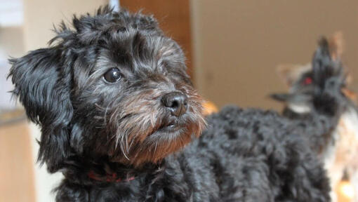 Cane nero Yorkie Poo che cammina