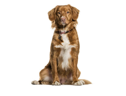 Nova Scotia Duck Tolling Retriever (Troller)