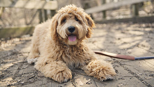 Goldendoodle che si posa