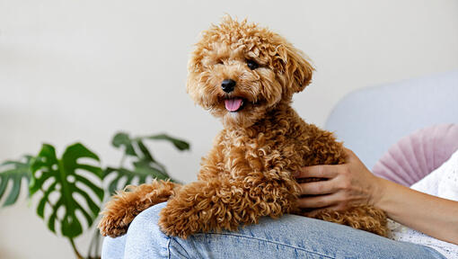 Maltipoo seduto sulle ginocchia del proprietario