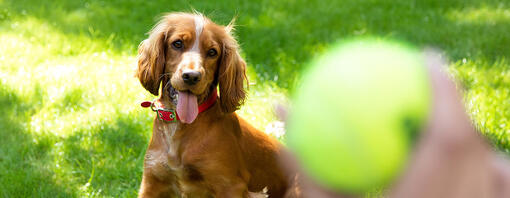 giocare a palla con spaniel