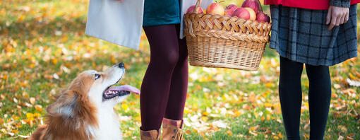 Corgi watching on two girls who holding basket with apples