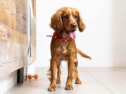 Prepararsi per un nuovo cucciolo