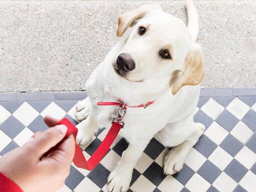 Consigli per l'addestramento del cucciolo