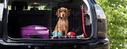 Cucciolo nel retro dell'automobile