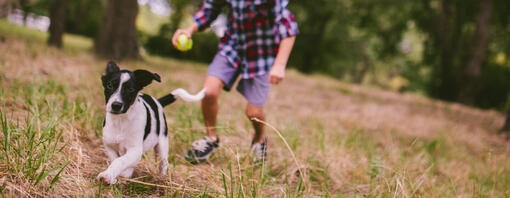 Attivita da fare con cane