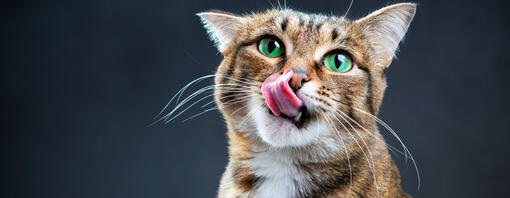 brodo pranzo stuzzica gatto