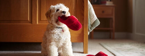 Cane con una pantofola rossa in bocca