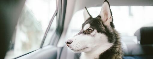 Come fare con cane adolescente