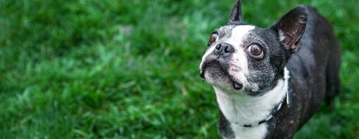 controllare feci cane indicatore salute