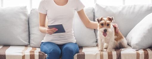 curioso sano e coccolato e il tuo cane e felice