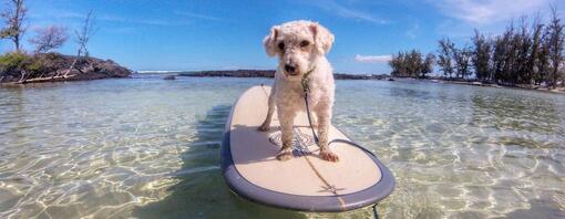 Estate si ma sicuri le dieci regole il nostro cane