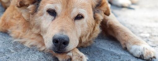 il pastore maremmano abruzzese un cane di razza